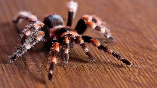 What happens if a tarantula bites - YouTube
