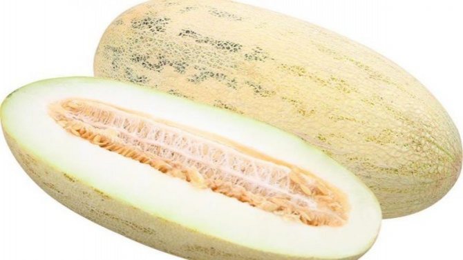 Vad ska man göra om melonen inte är mogen: lagringsregler för mogning av frukt och tips för val