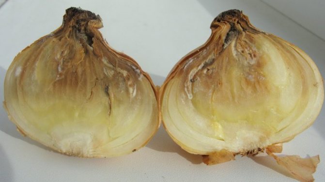 What to do if the onion rots during storage and in the garden