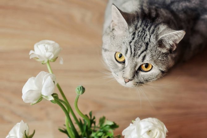 ce să faci dacă pisica a mâncat o floare periculoasă