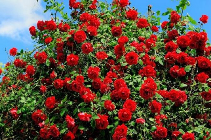 What to do if leaves fall on roses: For abundant flowering, you need a lot of light and heat. At the same time, the rose suffers from the sun, the leaves burn and dry out