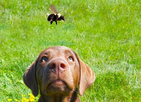 What to do if a dog is bitten by a wasp or bee