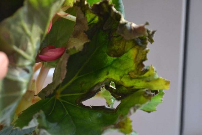 What to do if begonia leaves dry - ways to fix the problem