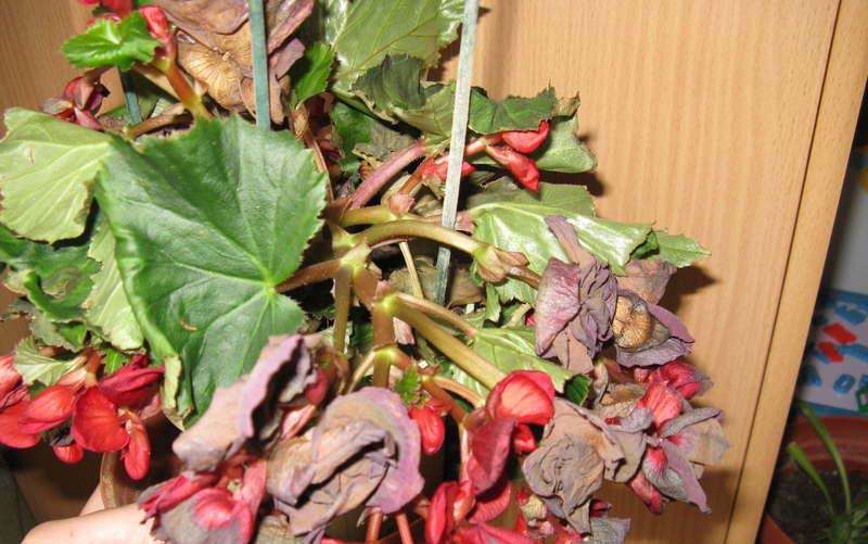 What to do if begonia leaves dry - ways to fix the problem