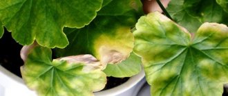 What to do if geranium leaves dry