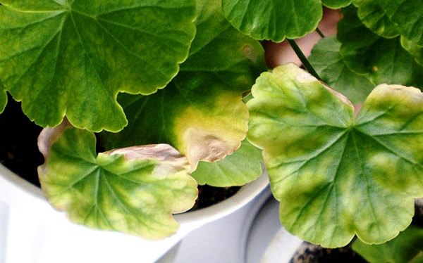What to do if geranium leaves dry