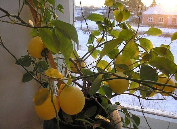 Какво да правите, ако лимоновите листа падат