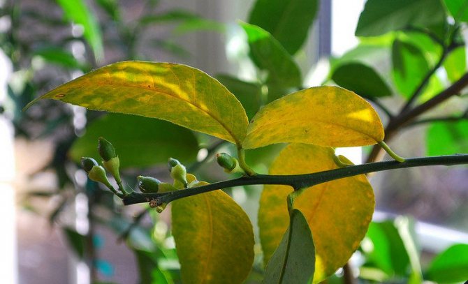 What to do if lemon leaves fall