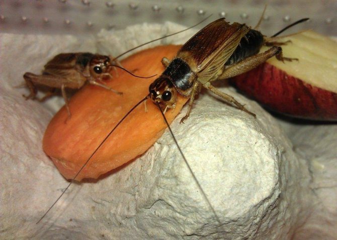 What to do if crickets appear in a house or apartment
