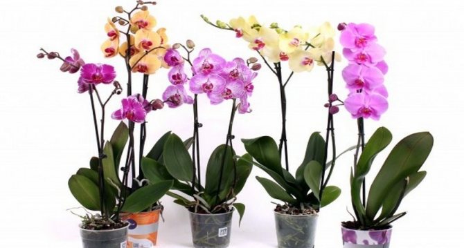 Co dělat, když jsou v orchideji pakobylky