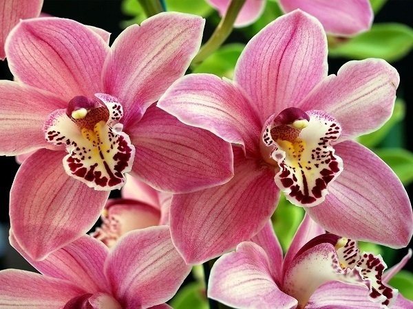 Co když jsou v orchideji ptáci?