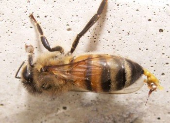 Vad ska du göra om ditt barn blir biten av ett bi eller en geting?