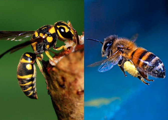 Co dělat, když vaše dítě kousne včela nebo vosa?