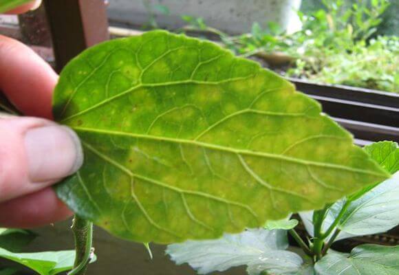 What to do when hibiscus leaves turn yellow and fall
