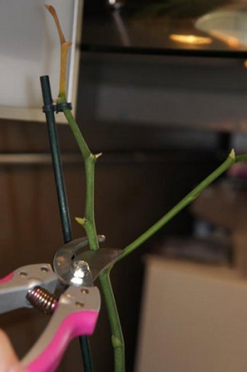 What to do with an orchid flower stalk. Pruning