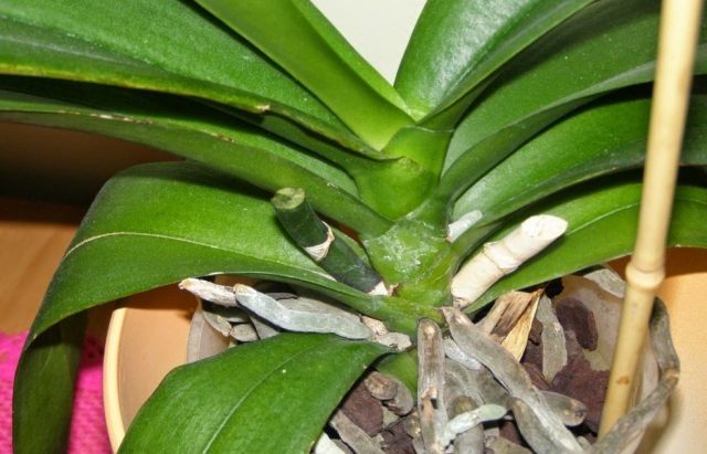 Vad ska man göra med en orkidéblommastjälk efter blomningen så att nästa kommer snabbare
