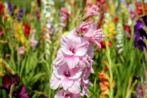 What to do with baby gladioli after digging. How to grow a gladiolus from a baby? 01