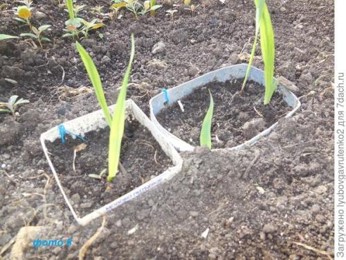 What to do with GLADIOLUS tubers. We rejuvenate gladioli in just one season. I share a secret
