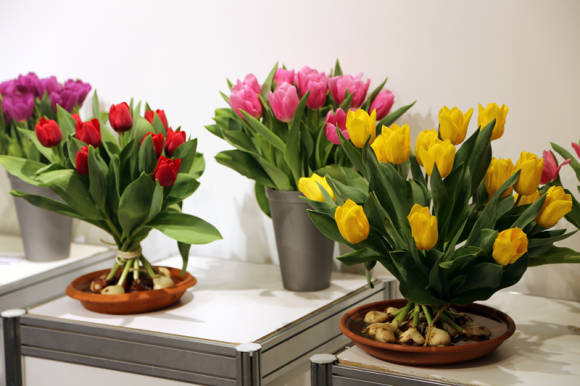 Co dělat s cibulovinami tulipánů po kopání. Nutí tulipány