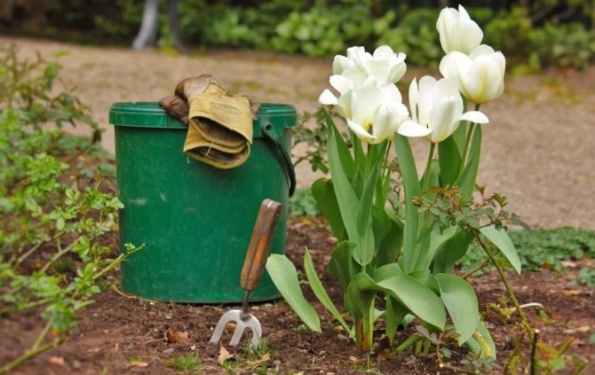 What to do with tulips after flowering: what to feed, when to cut