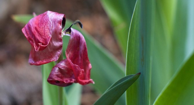 Co dělat s tulipány po odkvětu