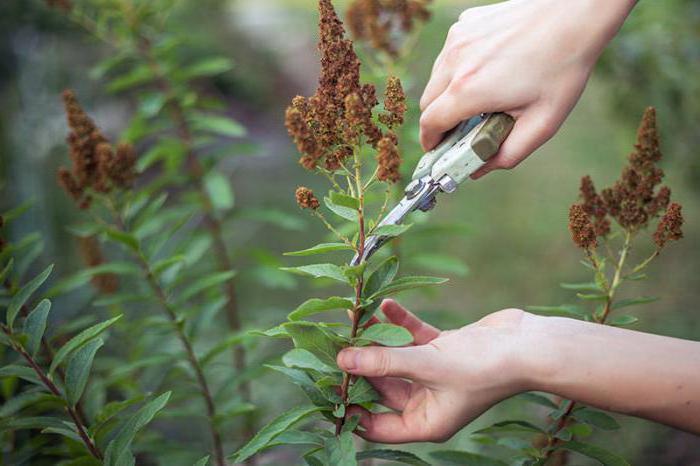 what to do with spirea in autumn