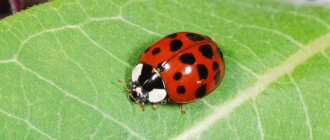 What ladybugs eat on the street and at home