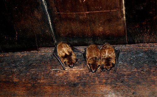 What do bats eat, where do they live, why are they dangerous, and how to get rid of them