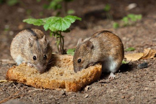 Ce mănâncă șoarecii
