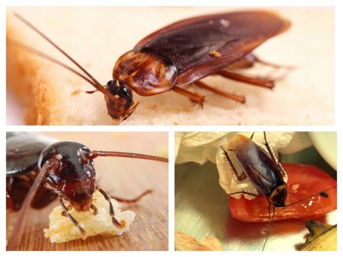 какво ядат хлебарки в апартамента