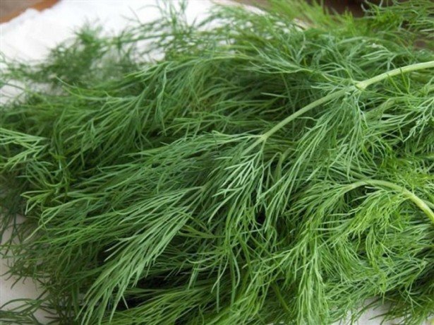 What does dill like?