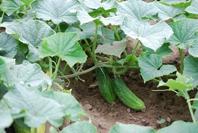What can you plant after cucumbers next year