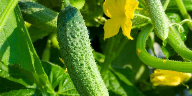 What can you plant after cucumbers next year