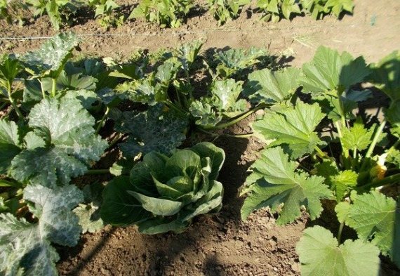 Vad som kan planteras bredvid zucchini - ett gynnsamt område