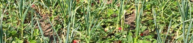 Ce se poate planta după usturoi pentru anul următor? Plantați apoi usturoi în grădină