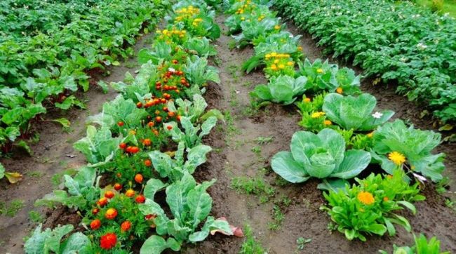 What can be planted after cabbage, after which cabbage can be planted