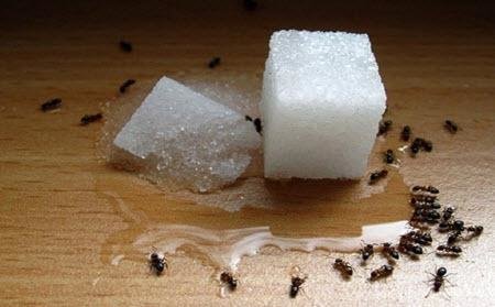 Co jedí mravenci - co jedí mravenci?