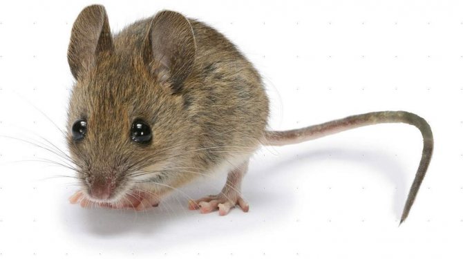 Какво плаши мишки в къщата народни средства