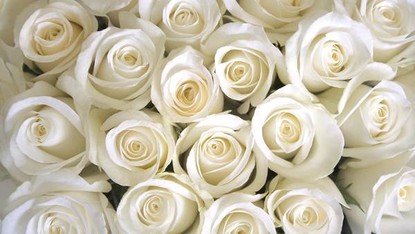 co znamenají bílé růže