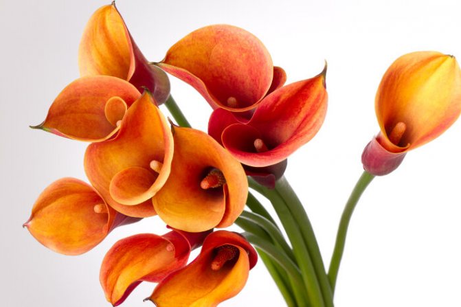 What do calla lilies mean?