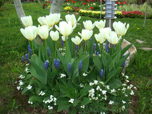 Was zwischen Tulpen in einem Blumenbeet zu pflanzen ist, mit welchen Blumen Tulpen nebenan zu pflanzen