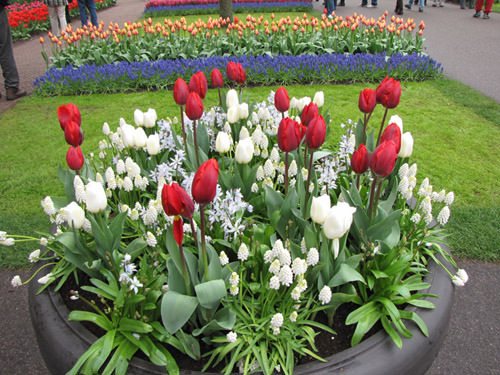 What to plant between tulips in a flower bed with what flowers to plant tulips next door