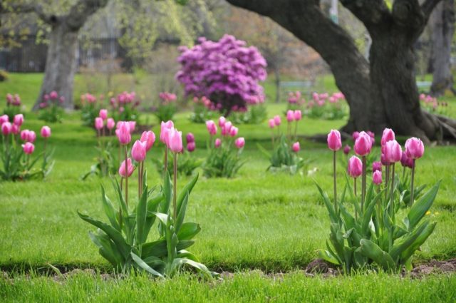 Co zasadit mezi tulipány na záhon s tím, jaké květiny zasadit tulipány vedle