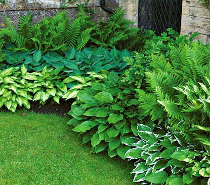 what to plant in the country in the shade behind the house