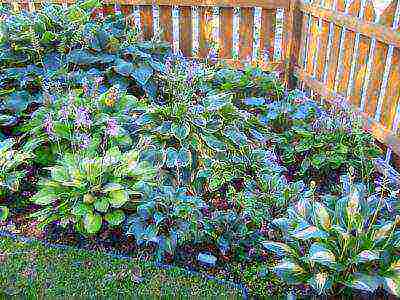 what to plant in the shade under the fence