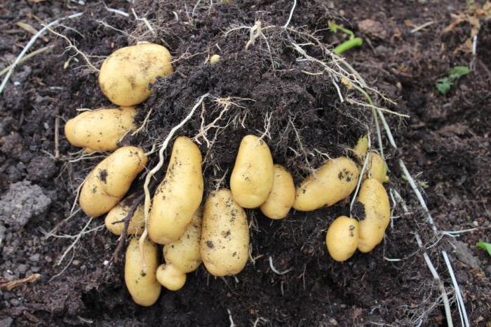 What to sow after potatoes to improve the soil