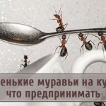 What to do if small ants appear in the kitchen