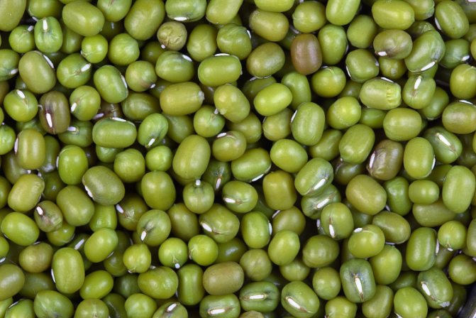Apa itu kacang? Bagaimana menanam tanaman seperti itu dan apakah khasiatnya yang bermanfaat?