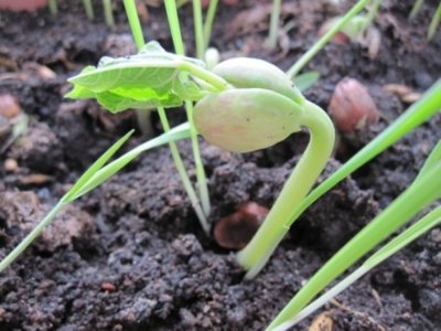 What are beans? How to grow such a plant and what are its beneficial properties?