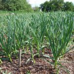 What to plant after garlic next year